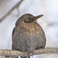 Самка черного дрозда :: Евгений 