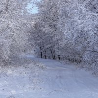 Зимний лес :: Игорь Сикорский