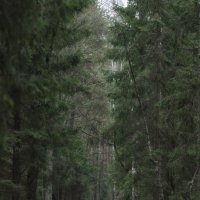 Брянский лес :: Елена Миронова
