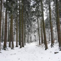 В зимнем парке :: Маргарита Батырева