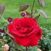 Яркая летняя роза на ВДНХ :: Лидия Бусурина