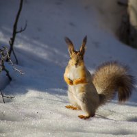 !!! :: Оксана Галлямова