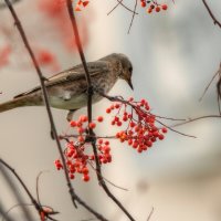 *** :: Виктор Иванович Чернюк