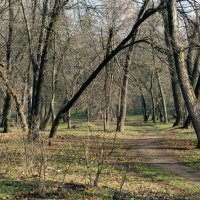 Зимний  "сон". :: barsuk lesnoi