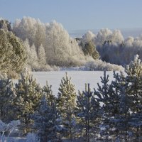 Звонкий лес :: Алексей Екимовских