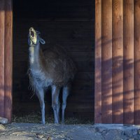 Как вы мне все надоели и вообще давление шарахает. :: Николай Галкин 