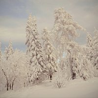 Зимние картинки. :: Galina Serebrennikova