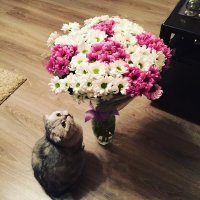 Котик и цветы :: Татьяна Любимова