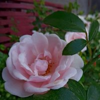 Розовая роза :: Наталья Цыганова 