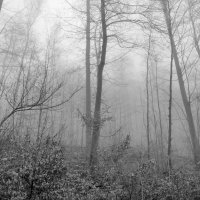 Лес и туман :: Heinz Thorns