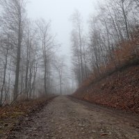 путь и туман :: Heinz Thorns