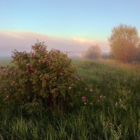 Летнее утро :: Валентин Котляров