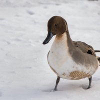 Шилохвость :: Светлана Григорьева