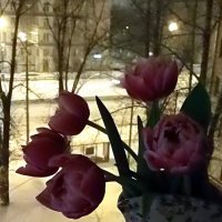 Выпал наконец снег в Москве, да и растаял уже :: Елена 