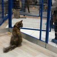 Выставка кошек :: Валерий Михмель 
