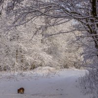 Зимой в лесу :: Игорь Сикорский