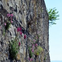 Цветы на крепостных стенах замка :: Татьяна Ларионова