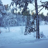 Природа Швеции, лесное озеро :: wea *