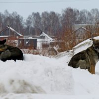 Собаки :: Дмитрий (Горыныч) Симагин