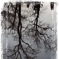 Отражение   деревьев  во :: Евгений БРИГ и невич