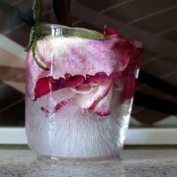Замороженная увядшая роза :: Зинаида Каширина