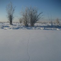 Следы на снегу :: Anna Ivanova