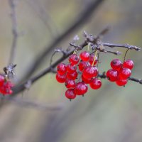 Последние ягоды осени :: Татьяна Соловьева