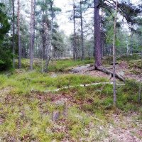 Природа Швеции, зеленый январь t +7 :: wea *