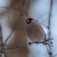 Снегирь :: Владимир Безбородов