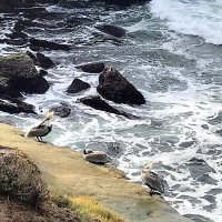 Пеликаны на побережье Тихого океана. :: Елена 