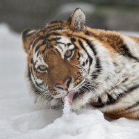 Амурский тигр :: Владимир Габов