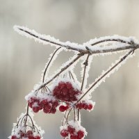 Иней :: Николай Галкин 