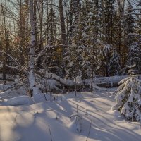 холодно ёлочке зимой :: сергей 