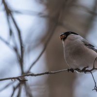 *** :: Владимир Безбородов