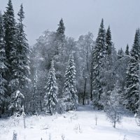 Прогулки по зимнему лесу :: Галина Ильясова