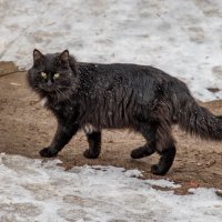 Говорят не повезёт ... :: Анатолий. Chesnavik.