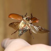 Моё любимое насекомое в полете - Майский жук :: Дарья Меркулова