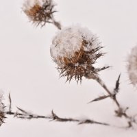На белом снегу сухая трава- изящна, красива, графична... :: Наталья Короваевич