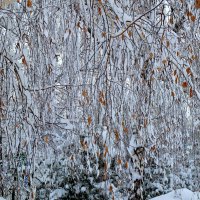 Висит, как штора кружевная из заснеженных ветвей берез... :: Лидия Бараблина