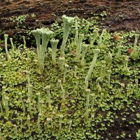 *Кладония крыночковидная. ... Cladonia pyxidata :: vodonos241 