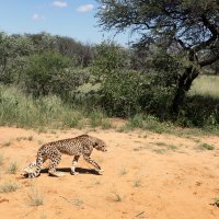 Вдоль по Африке гуляет гепард :: Зуев Геннадий 