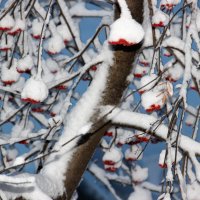 Снегопад. :: Венера Чуйкова