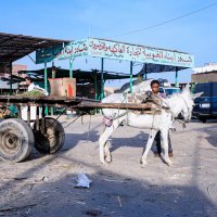 Мальчик с осликом на рынке в Египте :: Вероника Куницына