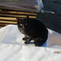 Чёрный кот. :: Зинаида 