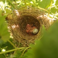 Гнездо камышовки в малине :: Елизавета Чеканова