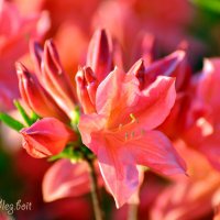 Цветы рододендрона :: Тамара Бедай 