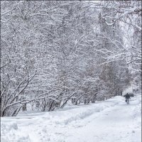 Снежная паутина :: Александр Тарноградский