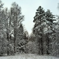Чёрно-белая зима. :: ВикТор Быстров