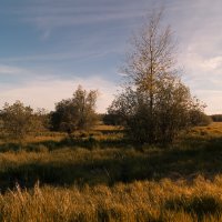 Окрестности Сургута :: Оксана Галлямова