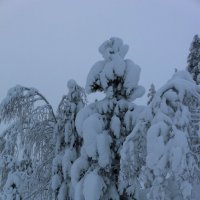 Снежные исполины :: Ольга 